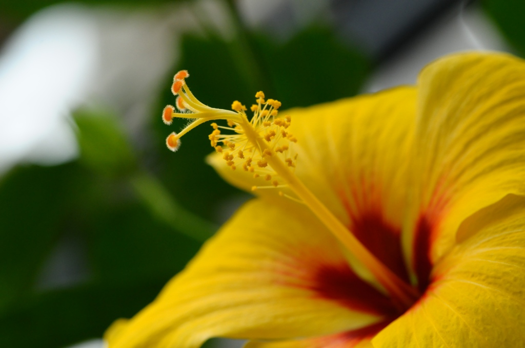 冬の植物園_e0095142_13202813.jpg