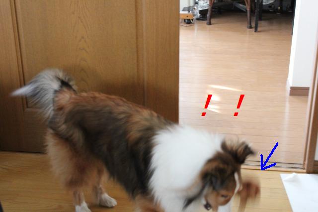 犬猿の~・・・おもちゃ_e0195743_3342112.jpg