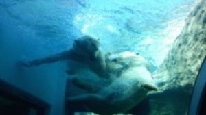 日本平動物園_b0208246_1810160.jpg