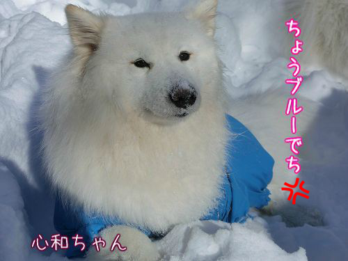 a0166954_22472744.png