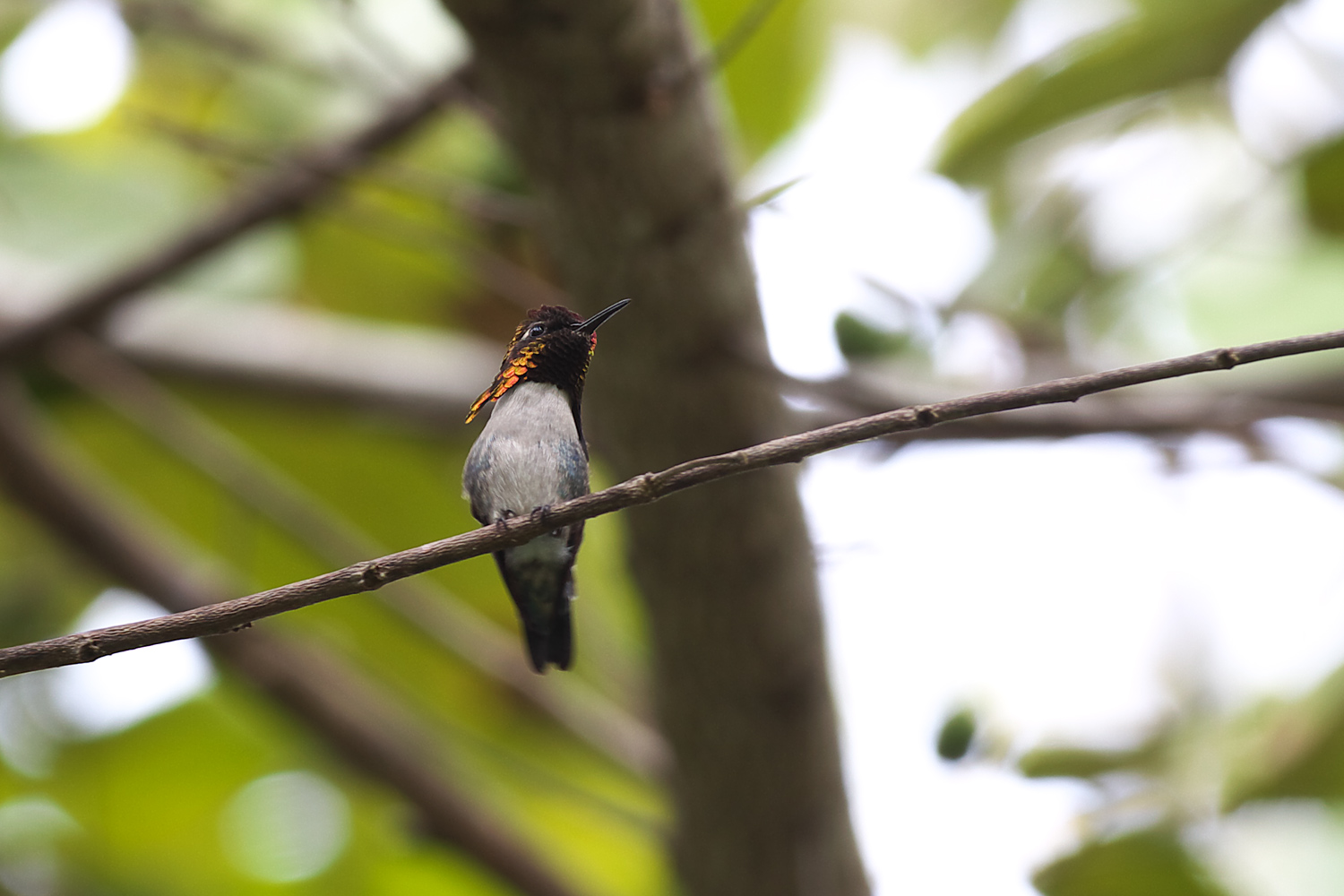 マメハチドリ（Bee Hummingbird ）固有種_d0013455_10521086.jpg