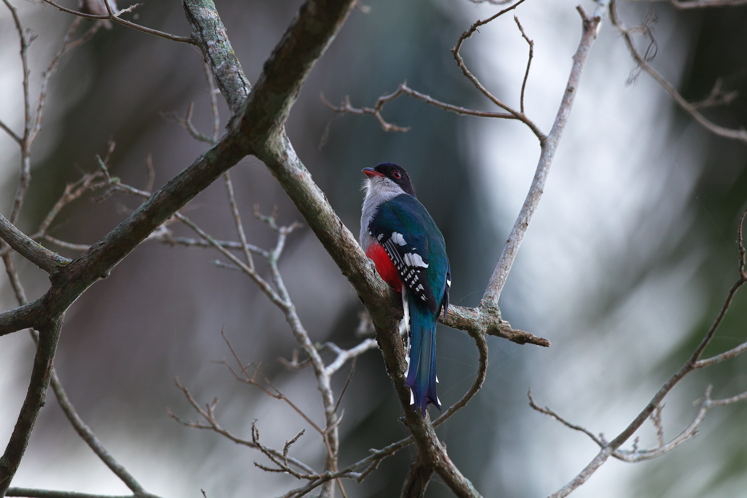 キューバキヌバネドリ Cuban Trogon 固有種 ぼちぼち と 野鳥大好き O