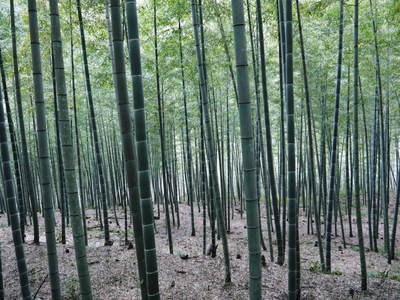 幻の白い「長生たけのこ」は独特な土壌で育つのです!!_a0254656_16273060.jpg