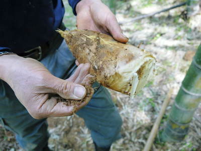 幻の白い「長生たけのこ」は独特な土壌で育つのです!!_a0254656_16301847.jpg