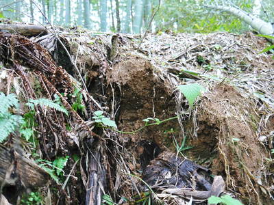 幻の白い「長生たけのこ」は独特な土壌で育つのです!!_a0254656_16573248.jpg