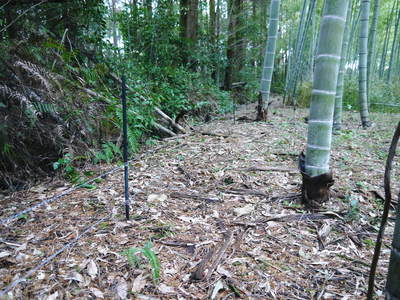 幻の白い「長生たけのこ」は独特な土壌で育つのです!!_a0254656_17101277.jpg