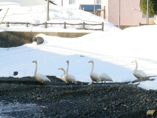 “道の駅・北前船松前”前浜には黒ガン_f0166871_9164026.jpg