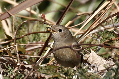 ★先週末の鳥類園(2013.1.19~20)_e0046474_15203385.jpg