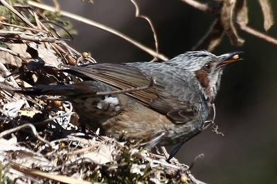 ★先週末の鳥類園(2013.1.19~20)_e0046474_15264812.jpg