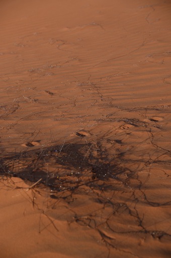 e0066474_21268.jpg
