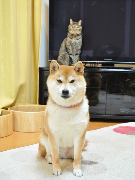 訴える目_a0126590_643367.jpg