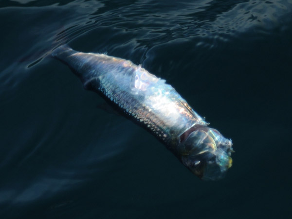 f0159390_9154776.jpg