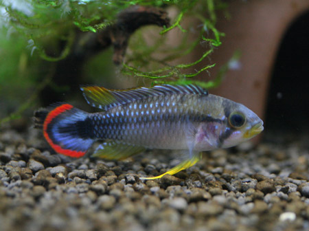 バタフライバルブ ビーボックスアクアリウム 熱帯魚情報
