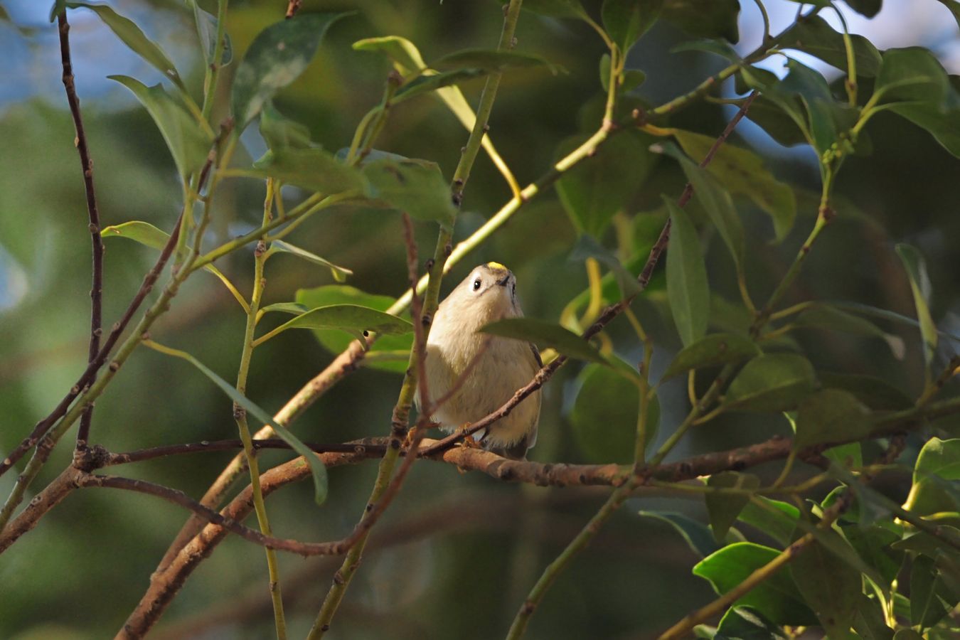 今日は緋〇〇と言う鳥が来ていると聞きＡ公園へ_f0133213_2133824.jpg