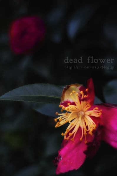 花とともに_f0100215_23293918.jpg
