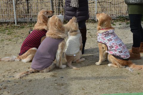 犬は元気！_e0165922_19445399.jpg