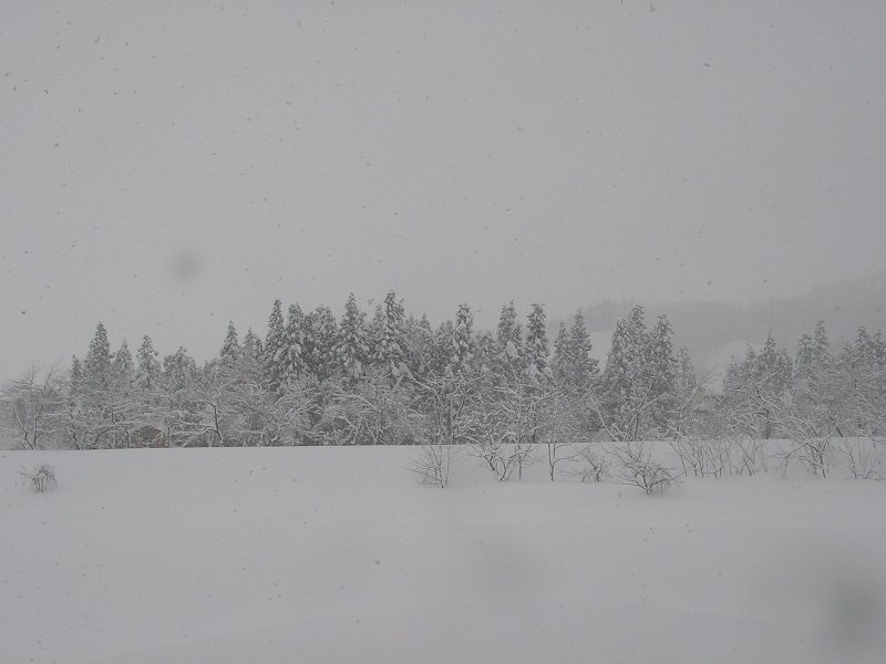 久しぶりの大雪・・・風が強いです_d0015124_1151992.jpg