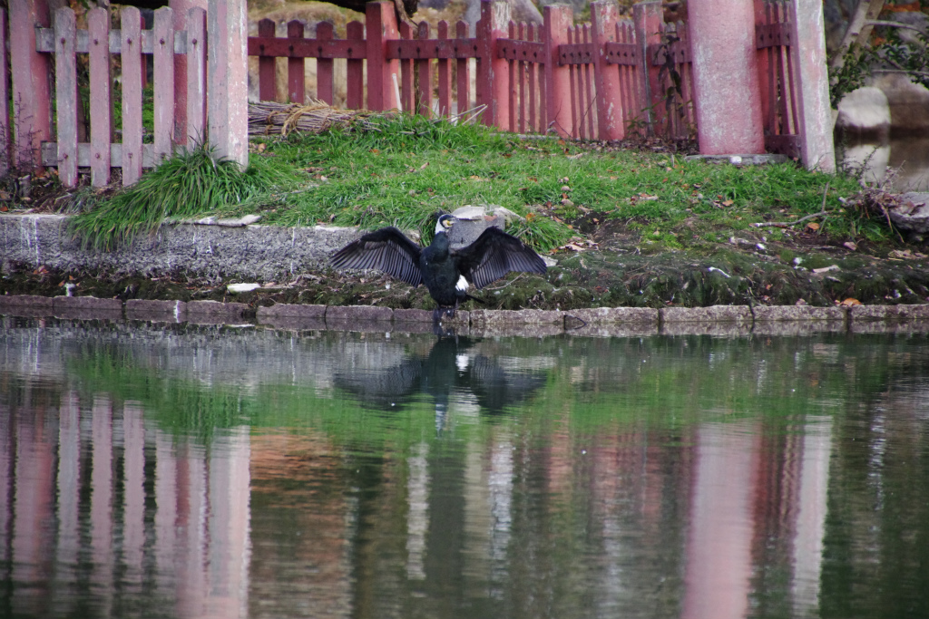 カワウの行動_d0250028_6322840.jpg