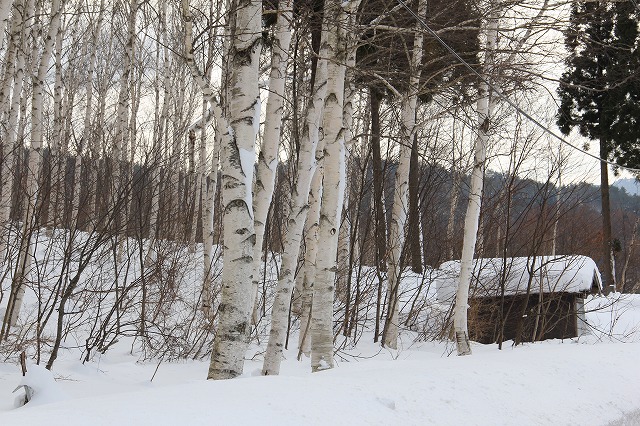 a0045932_1181960.jpg
