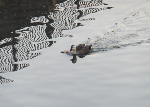 水鳥は寒くても元気.....河川散歩!_b0137932_9143472.jpg