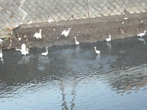 水鳥は寒くても元気.....河川散歩!_b0137932_933638.jpg