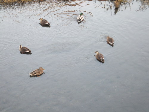 水鳥は寒くても元気.....河川散歩!_b0137932_95137.jpg