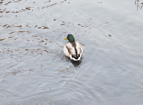 水鳥は寒くても元気.....河川散歩!_b0137932_958479.jpg