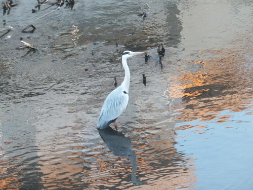 水鳥は寒くても元気.....河川散歩!_b0137932_963444.jpg