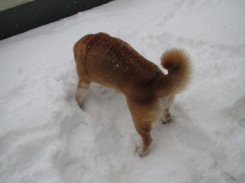 雪の日のレンタ　若返り〜♬_f0223234_21251957.jpg