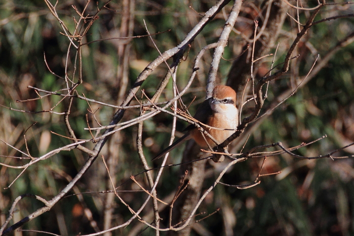 里山の野鳥_a0268356_21371012.jpg