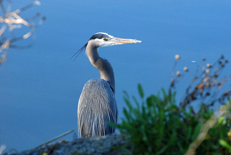 Great Blue Heron_a0126969_6521656.jpg