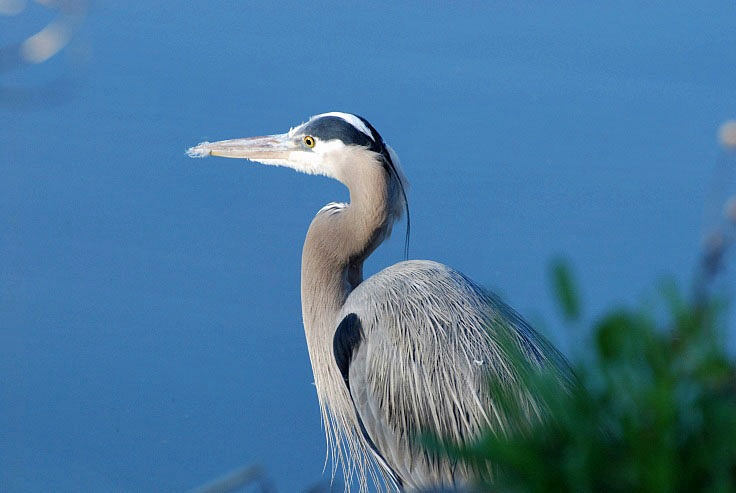 Great Blue Heron_a0126969_6524298.jpg