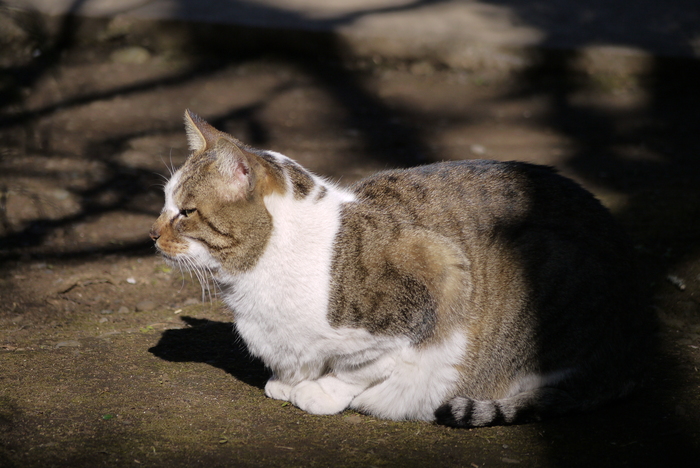 江の島の猫たち_a0127090_161615.jpg