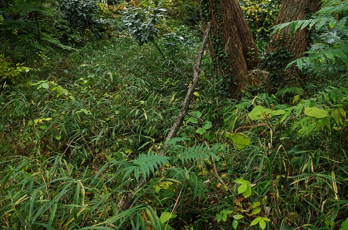 b0159790_11425.jpg