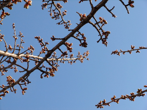 熱海桜はまだです_f0101201_22532470.jpg