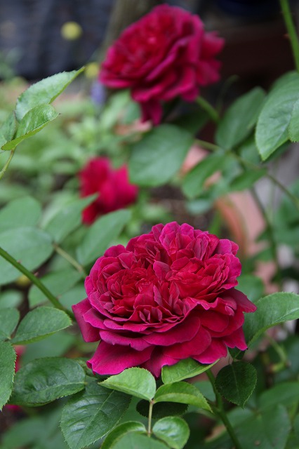 a0123003_195449.jpg