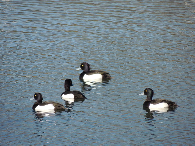 c0137507_1712955.jpg