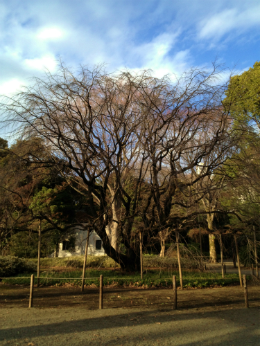 皇居ラン&六義園_a0036808_189378.jpg