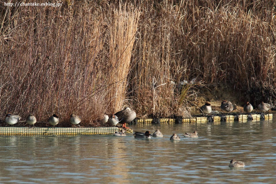 冬晴れの公園にて_c0189013_954759.jpg