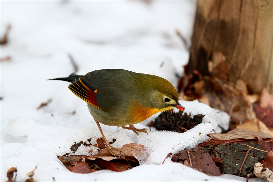 雪絡みの鳥たち_a0258117_23222633.jpg