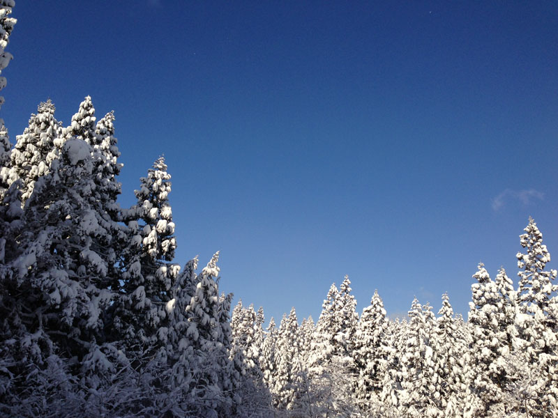 降った〜！大雪！_e0162117_9164312.jpg