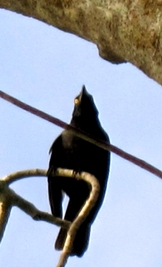 パパイヤガラスもあきれてる..._a0043520_1356275.jpg