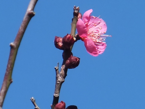 春は近い....もうすぐ梅の花が咲く!_b0137932_12345726.jpg