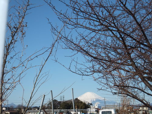 春は近い....もうすぐ梅の花が咲く!_b0137932_12352955.jpg