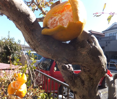 ”大津みかん”でジュース!_b0137932_13174027.jpg