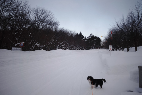 吹雪の日曜。_c0051132_22413995.jpg