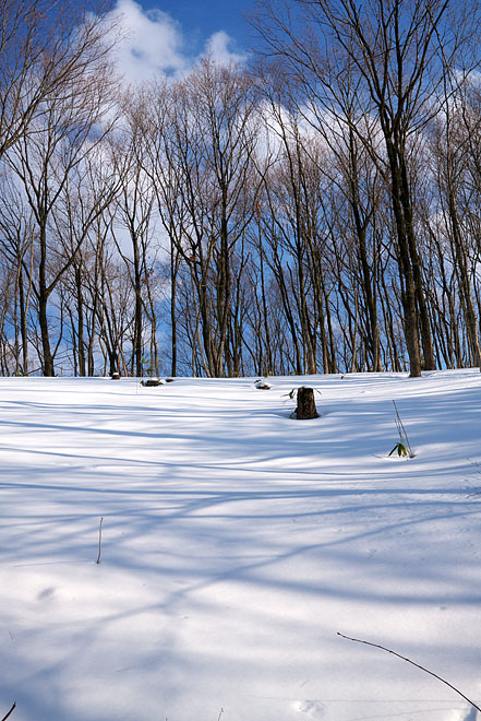 大岡山雪景色　～Blue Stream　２~_c0067040_22324071.jpg