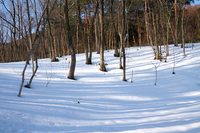 大岡山雪景色　～Blue Stream　２~_c0067040_22332010.jpg