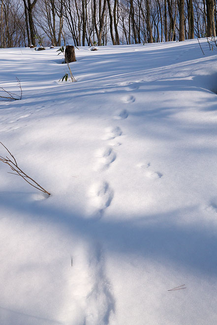 大岡山雪景色　～Blue Stream　２~_c0067040_2233277.jpg