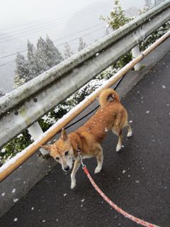 土曜日は雪でした_a0054948_22124210.jpg